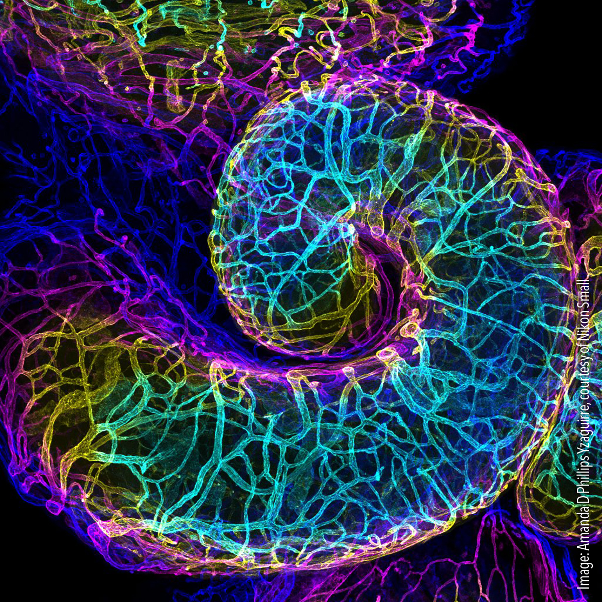 16 - oviduct1 Mouse oviduct vasculature, Confocal, 10x (objective lens magnification)
